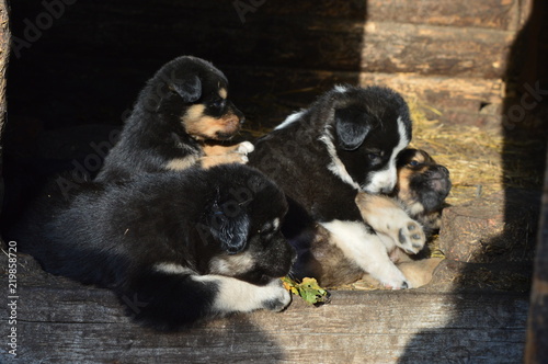 cute puppies