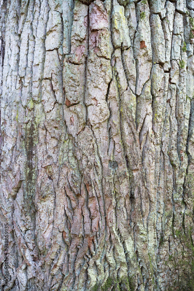 Old tree bark with green meadow as a natural background Old tree bark with green meadow as a natural background