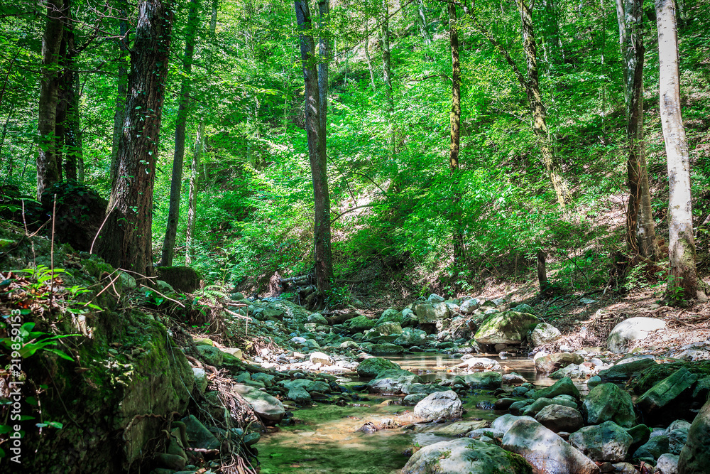 Fototapeta premium Mountain river flowing through the green forest