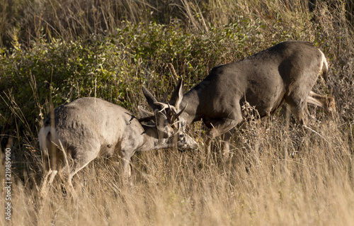 Two mule deer Bucks Sparring in Autumn Rut time
 photo