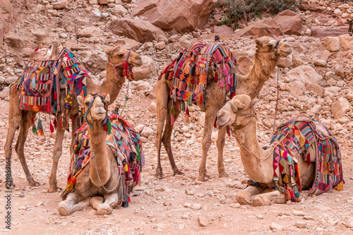Bedouin camels resting near the treasury Al Khazneh, Jordan, Petra.