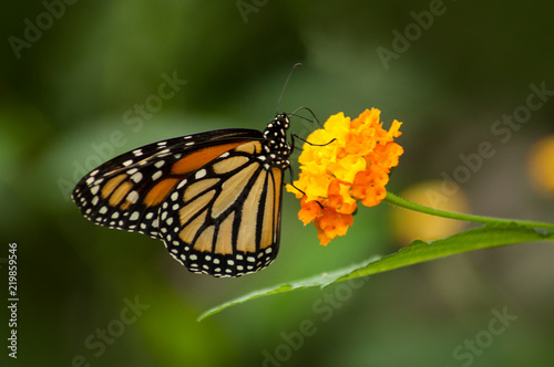 closeup of beautiful butterfly on orange lantana in a tropical green house © pixarno