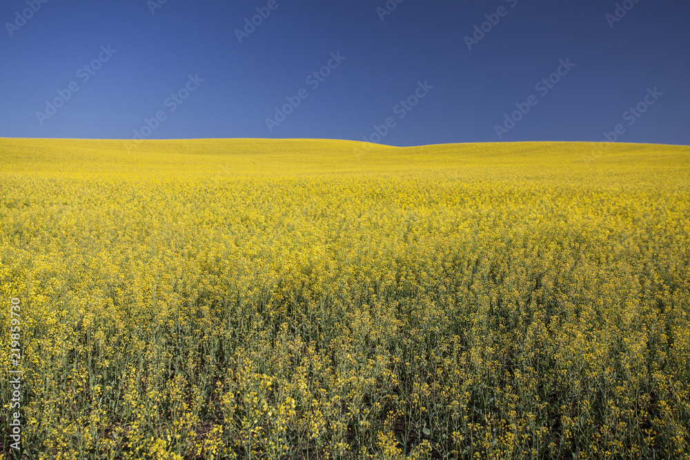 Fototapeta premium Rape field in summer