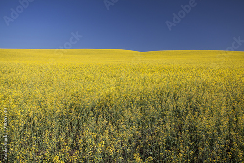 Rape field in summer