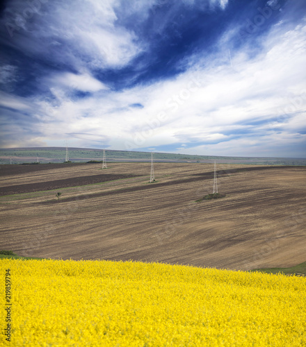 Rape field in summer