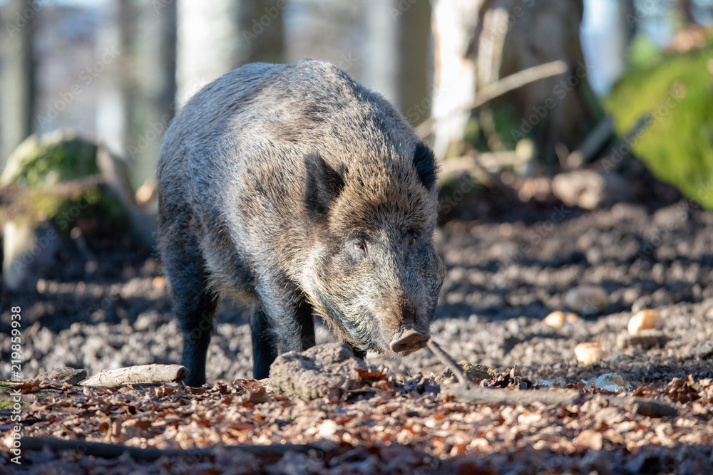 Wildschwein Wildschwein