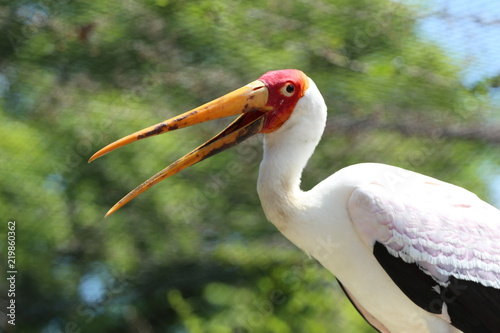 Yellow Billed Wood Stork / Wood Ibis of Africa / Bird  photo