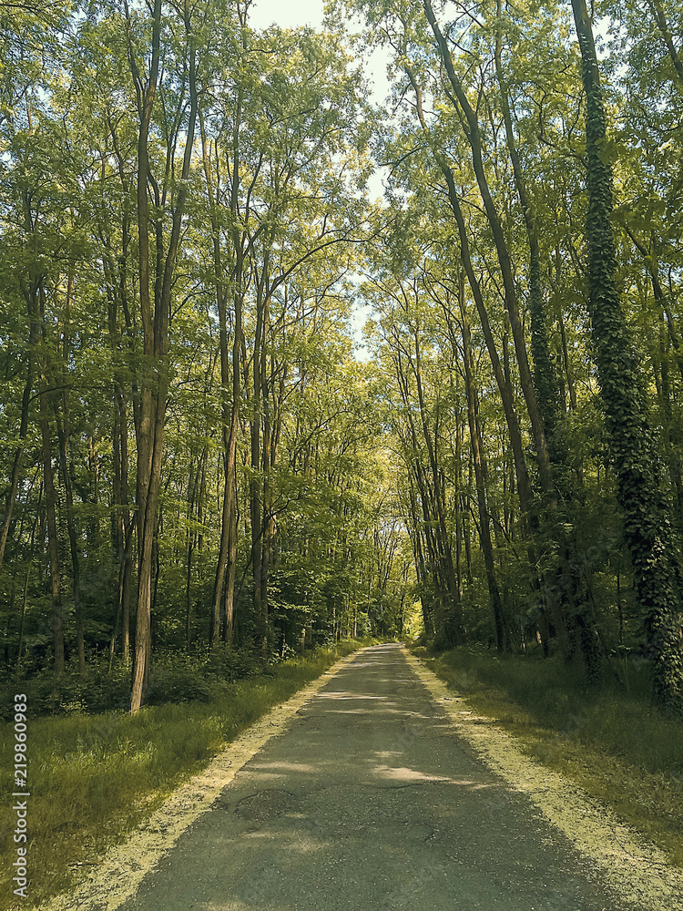 Country road close in a natural park during spring Country road close in a natural park during spring