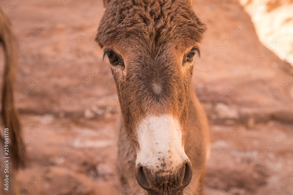 Close up view of young Donkey's head