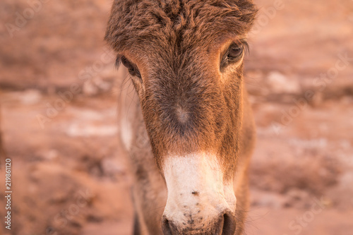 Donkey in Petra, Jordan used to transport tourists through the ancient Nabatean city