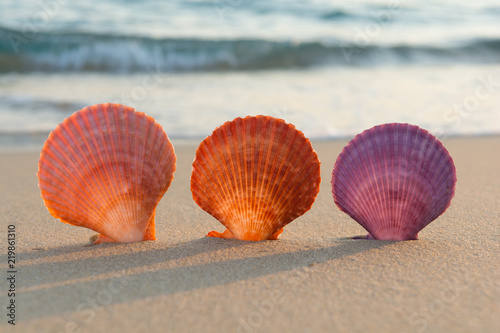 Sea shells on a sandy beach