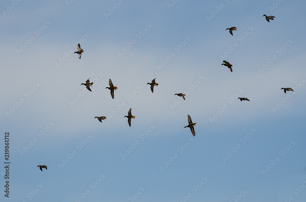 Flock of Mallard Ducks Flying in a Blue Sky Flock of Mallard Ducks Flying in a Blue Sky