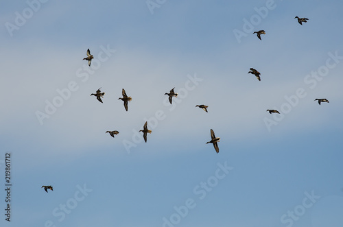 Flock of Mallard Ducks Flying in a Blue Sky