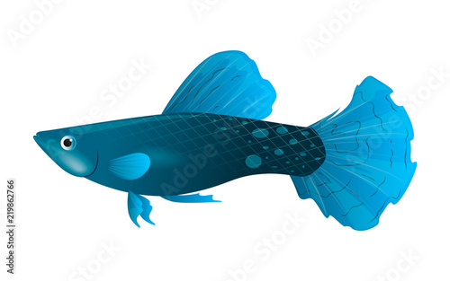 Guppies are blue. Exotic decorative aquarium fish. Vector