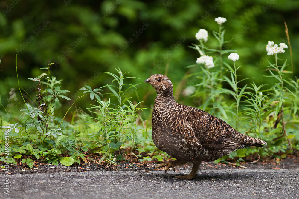 Grouse walking along the road in Mt. Rainier National Park Grouse walking along the road in Mt. Rainier National Park
