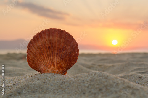 Sea shell on the sand at sunset