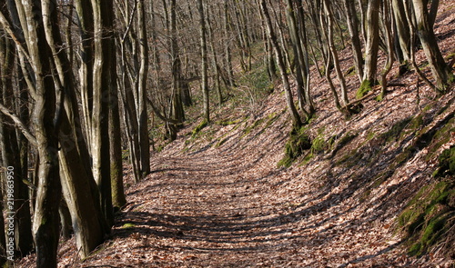 Hiking trail in a bold deciduous forest in early spring