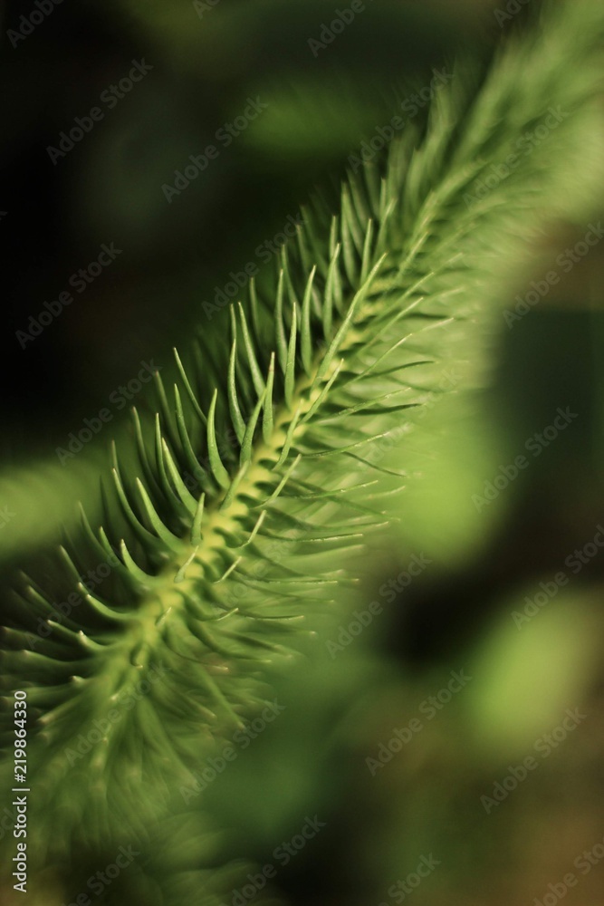 Spiky Leaf