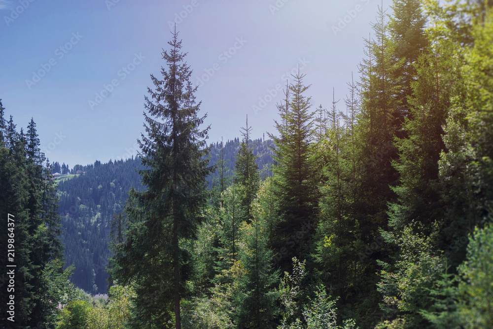 Summer landscape pine forest in the Carpathians. Summer landscape forest in the Carpathians. Healthy green trees in a forest of old spruce, fir, pine. Coniferous forest. Mindful and sustainable travel