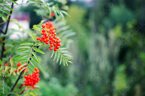 Red viburnum berries have medicinal