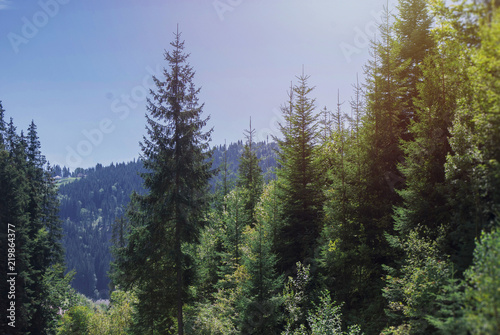 Summer landscape pine forest in the Carpathians. Summer landscape forest in the Carpathians. Healthy green trees in a forest of old spruce, fir, pine. Coniferous forest. Mindful and sustainable travel