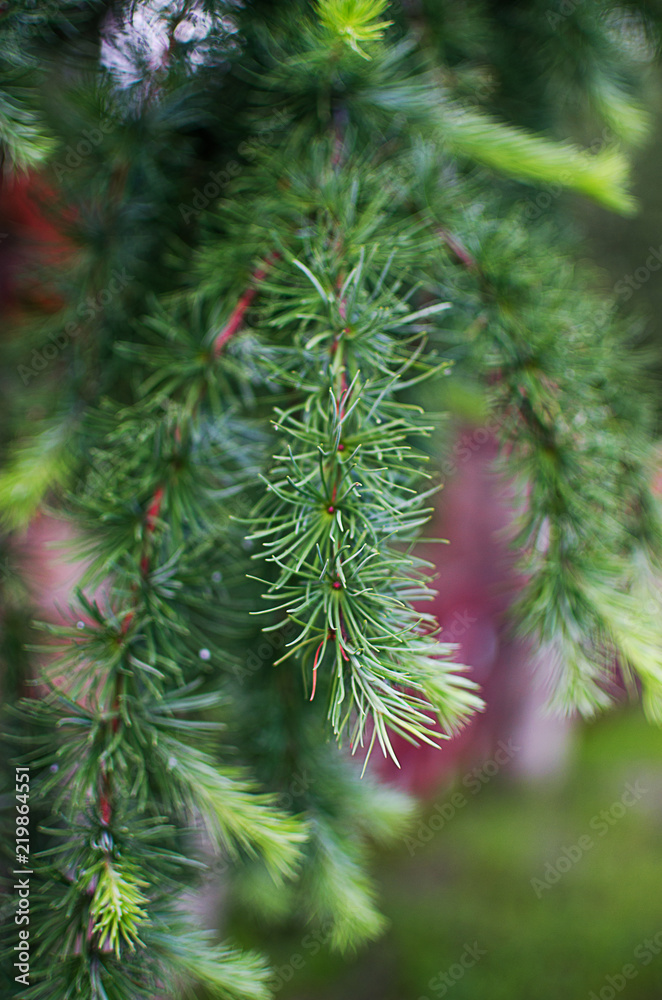 Spruce and fir tree branch and fir tree