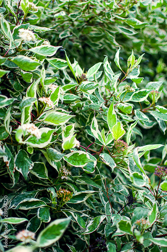 Young green leaves close-up outdoor spring