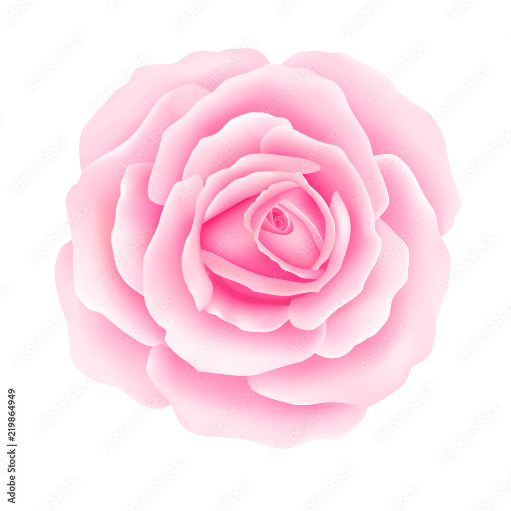 White background with a Pink Rose Flower. Vector White background with a Pink Rose Flower. Vector