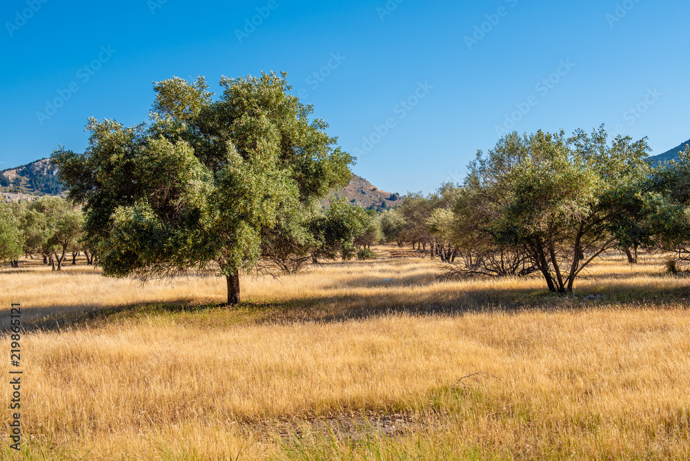 Olive trees in summer day. Mediterranean olive field on Rhodes Island, Greece.