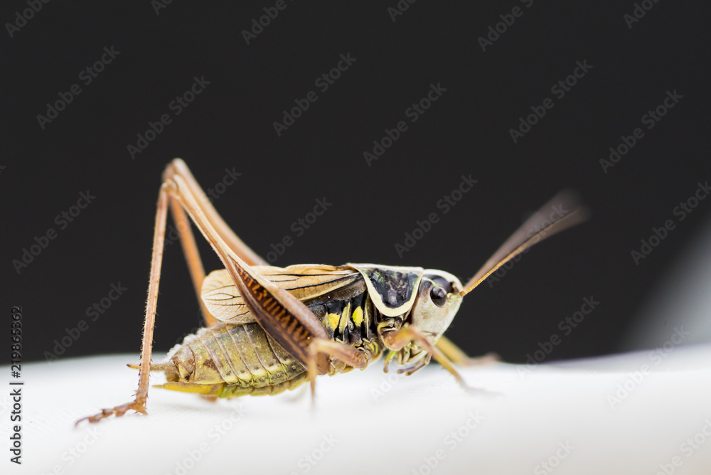 custom made wallpaper toronto digitalGrashüpfer gelb Schwarz