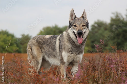 Wolfdog © Dirk