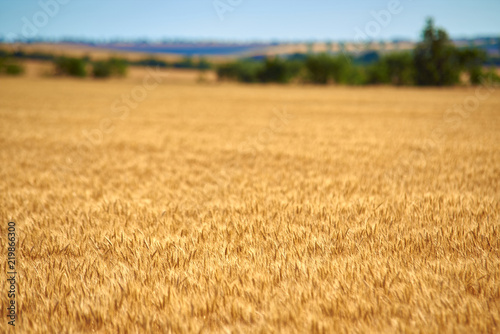 Farm field with ripe wheat