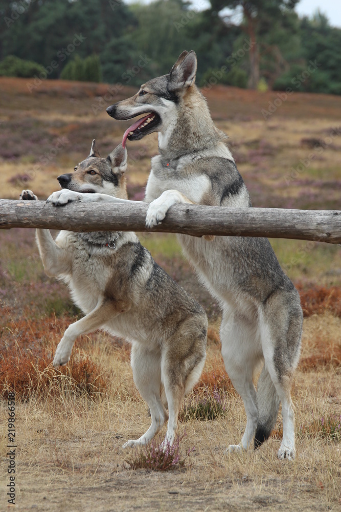 Obraz premium Wolfdogs