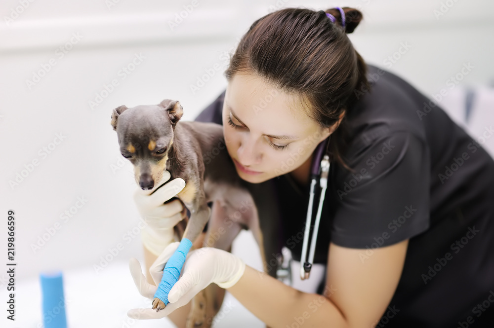 Female veterinarian doctor with dog terrier looking at x-ray during the examination in veterinary clinic