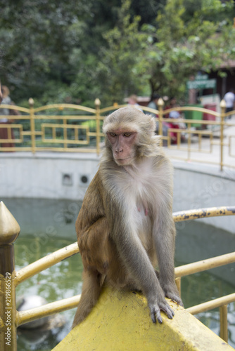 Monkey in Swayambhunath temple, also known as the Monkey Temple in Kathmandi, Nepal.  The monkeys are considered holy and greet visitors near the entrance.   © gevans