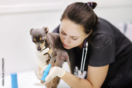 Female veterinarian doctor with dog terrier looking at x-ray during the examination in veterinary clinic photo