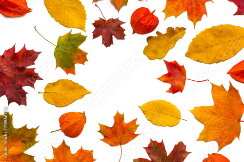 frame made of colorful autumn leaves with physalis flowers isolated on white background. top view