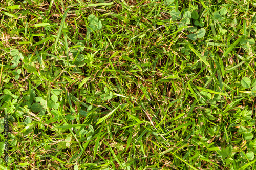 Grasfläche III