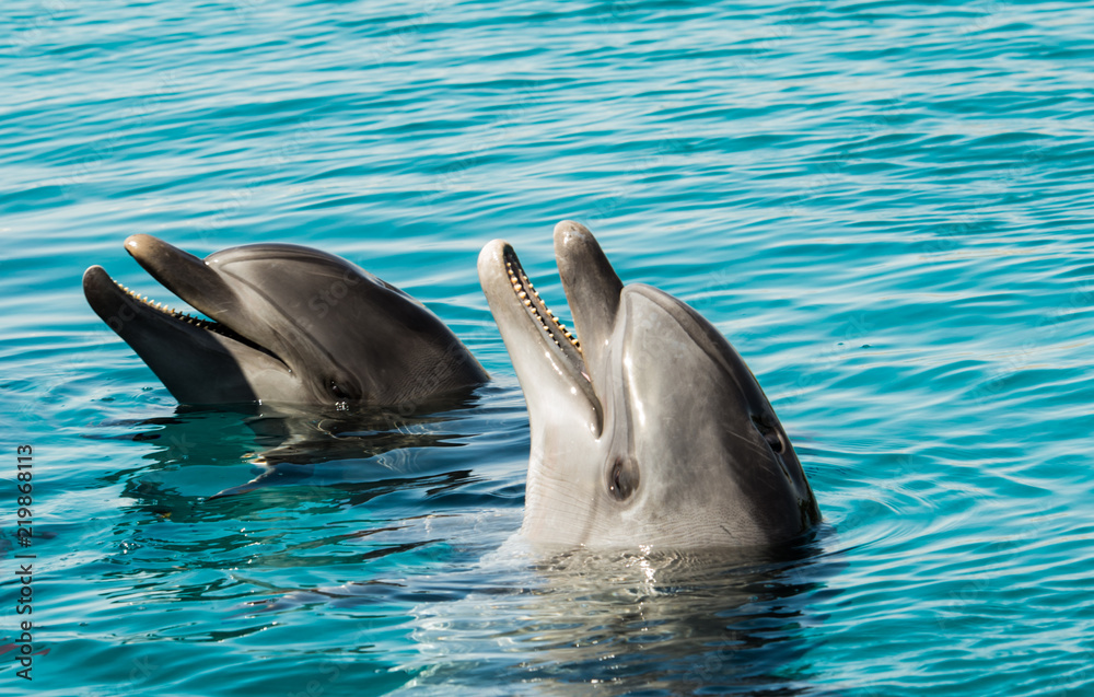 Naklejka premium Two smiling dolphins in the blue sea water