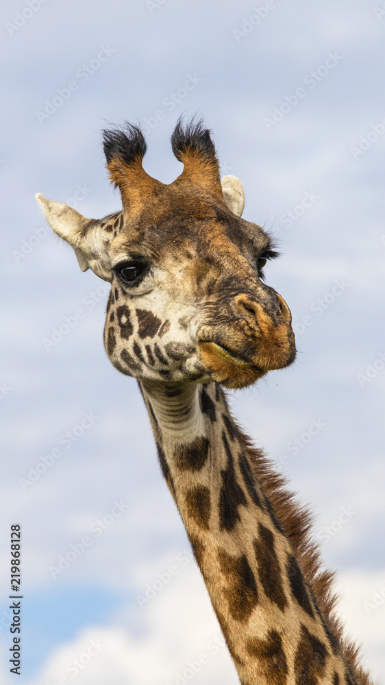 Obraz premium Giraffa