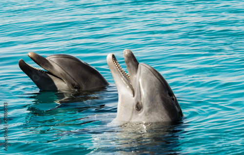 Two smiling dolphins in the blue sea water Fototapet