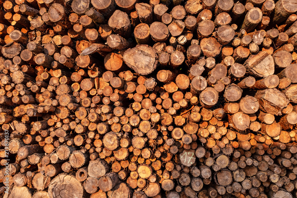 Fototapeta premium Holzlager in Abendsonne