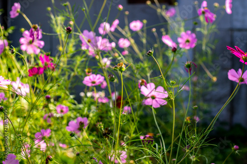 Cosmos flower in the garden