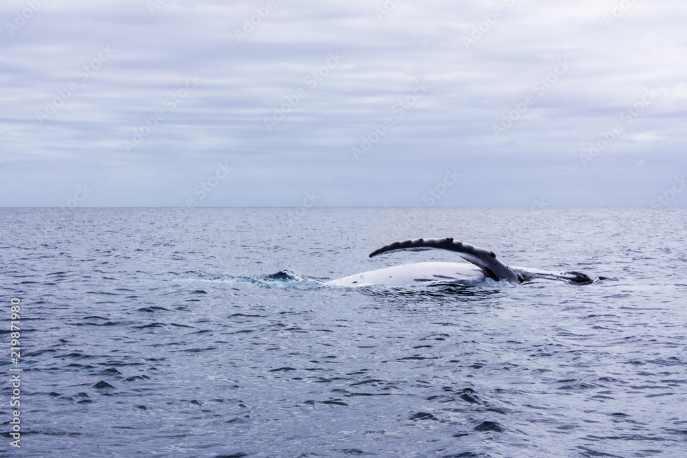 Obraz premium Tahitian Humpback