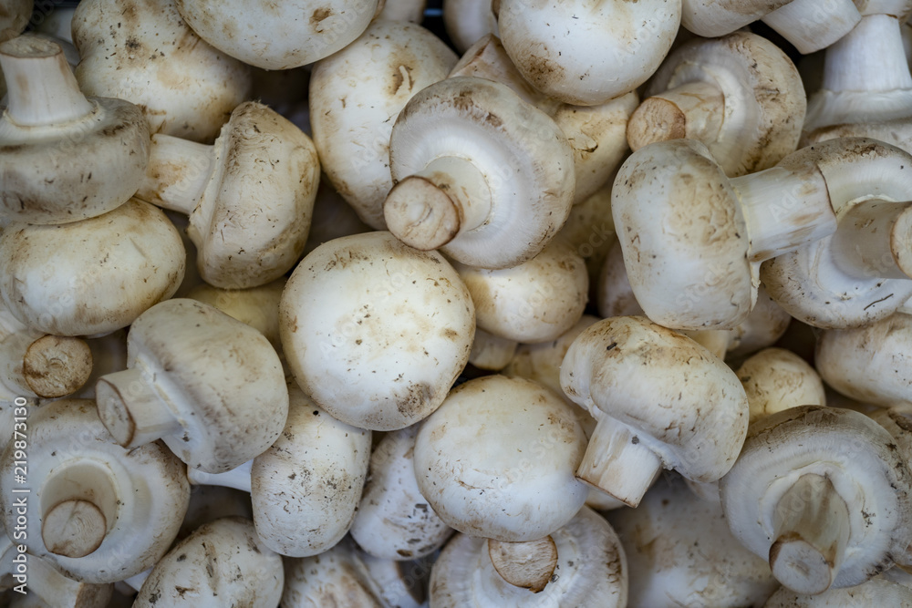mushrooms mushrooms