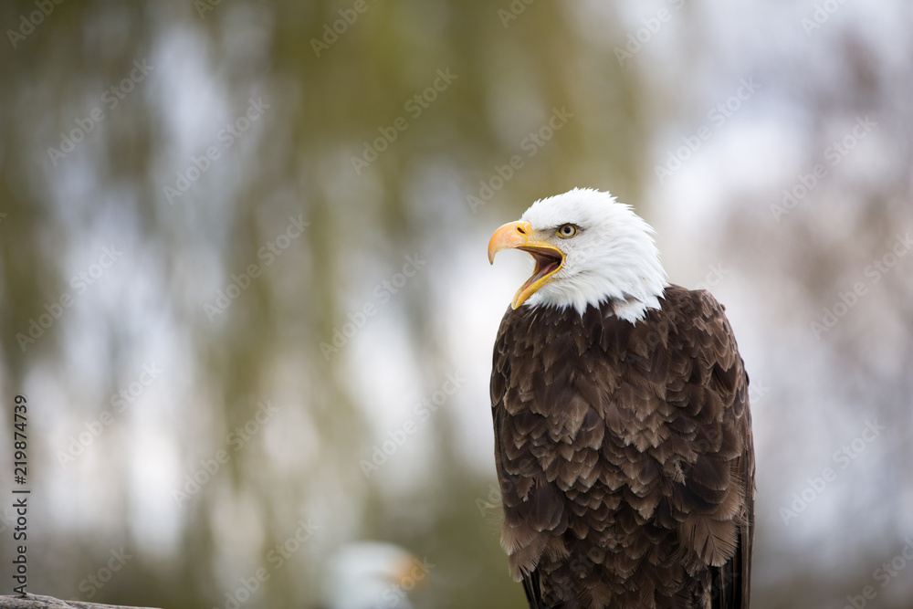 Fototapeta premium Bald Eagle