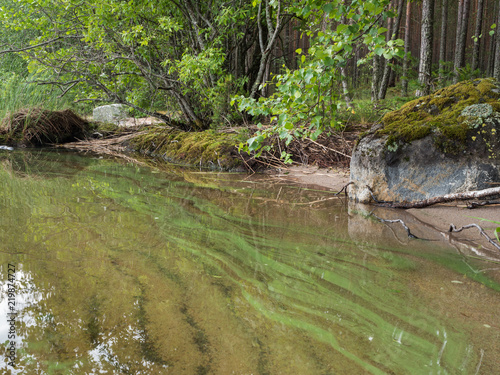 Cyanobacteria blooming on shore water