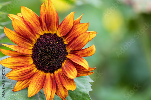 Vibrant Orange Sunflower