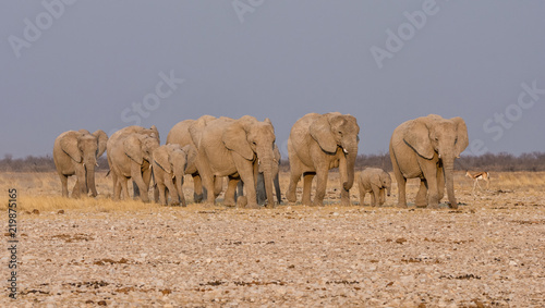 Elephant Family