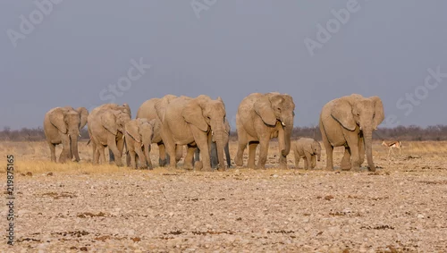 Obraz Elephant Family